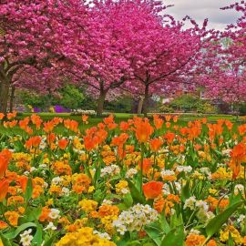Весна Цветущий сад (58 фото)