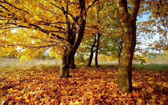 Осень природа листья (56 фото)