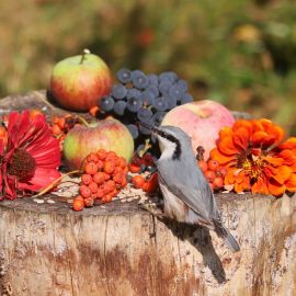 Дары природы осенью (56 фото)