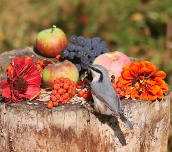 Дары природы осенью (56 фото)