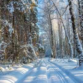 Лыжня зимой в лесу (59 фото)