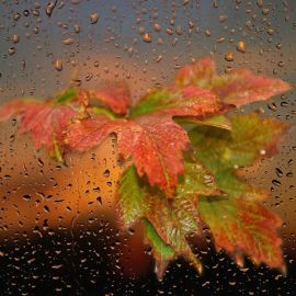 Осенний лист на стекле (53 фото)