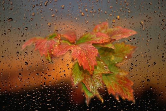 Осенний лист на стекле (53 фото)