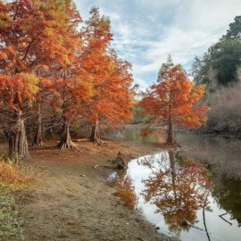 Лес глубокой осенью (56 фото)