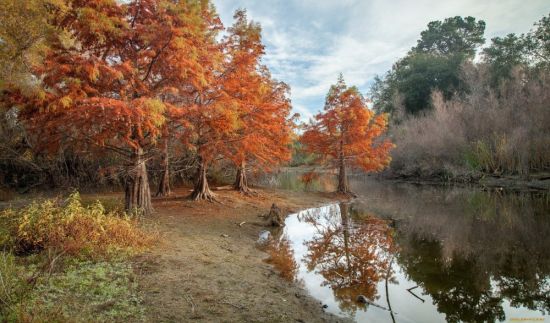 Лес глубокой осенью (56 фото)