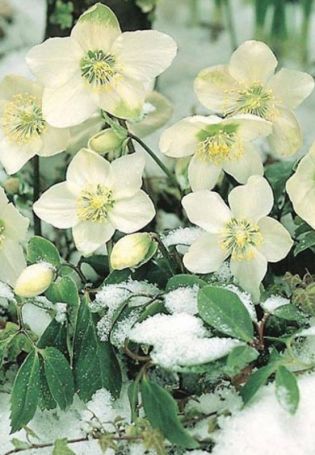 Морозник цветок зимой (59 фото)