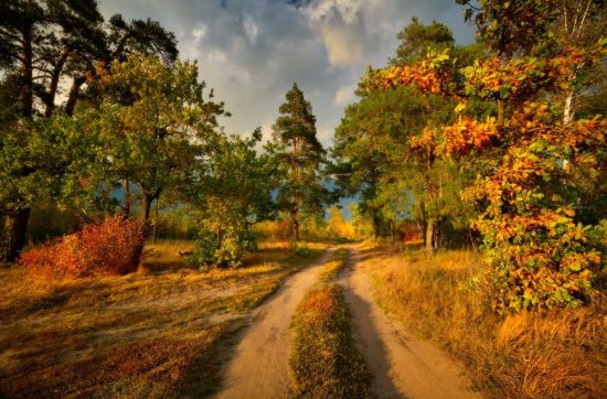Лесная дорога осень (52 фото)