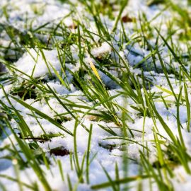 Трава зимой (47 фото)