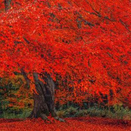 Красно желтая осень (55 фото)
