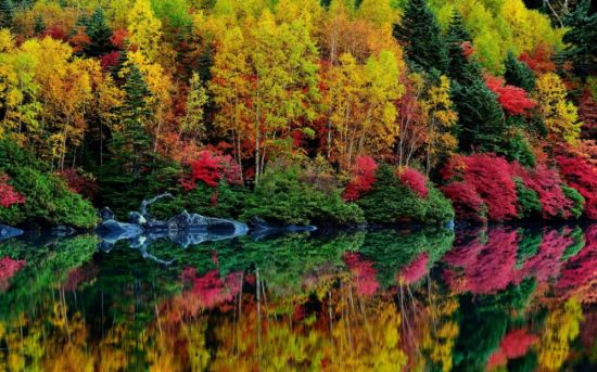 Разноцветный осенний лес (58 фото)