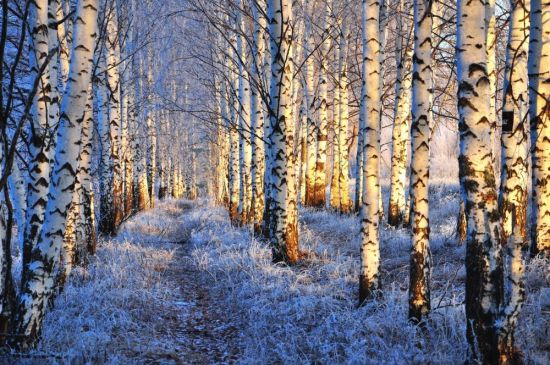 Зимний лес березы (54 фото)