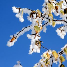 Ветка березы зимой (52 фото)