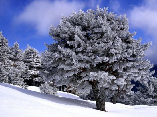 Зима деревья в снегу (56 фото)