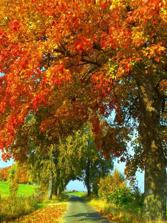 Золотая осень деревья (49 фото)