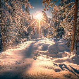 Солнце зимой в лесу (51 фото)