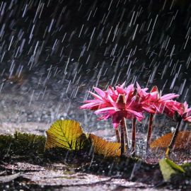 Природа дождь (56 фото)
