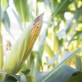 Дикая кукуруза в природе (51 фото)