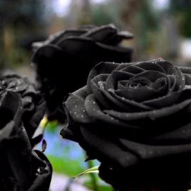 Черный цвет в природе (58 фото)