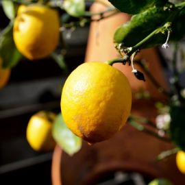 Лимон в природе (54 фото)