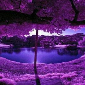 Фиолетовый цвет в природе (57 фото)