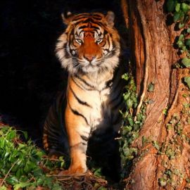 Тигры в дикой природе (54 фото)