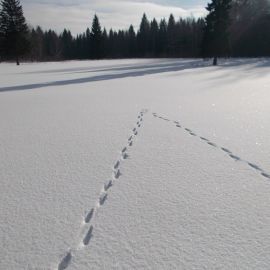 Следы лисы на снегу (46 фото)