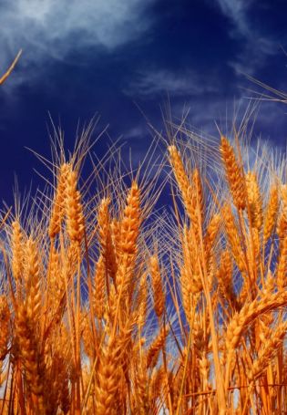 Колосок пшеницы (55 фото)