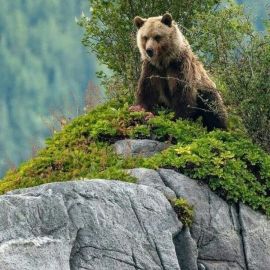 Горный медведь (54 фото)