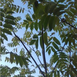 Маньчжурский орех листья (60 фото)