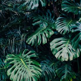 Тропические растения (55 фото)