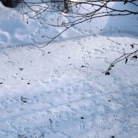 Следы животных на снегу (53 фото)