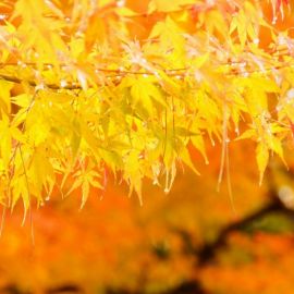 Желтые листья (58 фото)