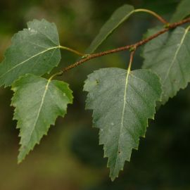Береза повислая листья (58 фото)
