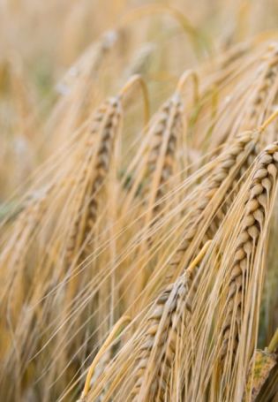 Озимая пшеница (54 фото)