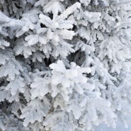 Снежная елка (58 фото)