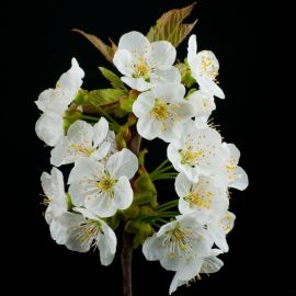 Ветка цветущей вишни (57 фото)