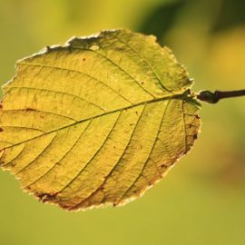 Листья орешника (57 фото)