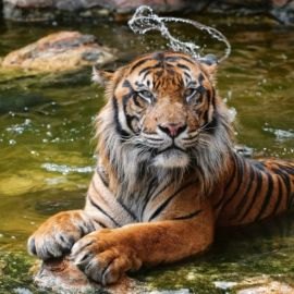 Тигр в воде (54 фото)