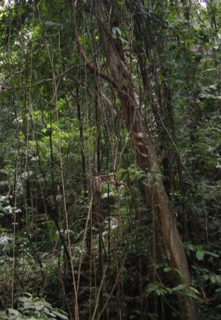 Лианы в джунглях (56 фото)