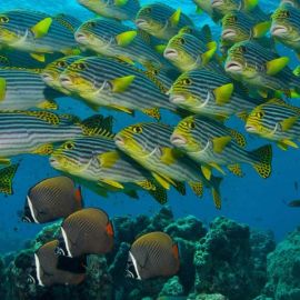 Мальдивы подводный мир (56 фото)