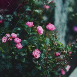 Розовый куст (59 фото)
