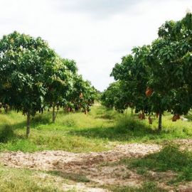 Куст манго (56 фото)