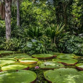 Джунгли амазонки (57 фото)