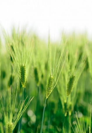 Зеленая пшеница (53 фото)