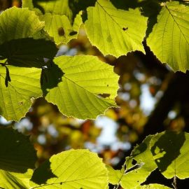 Фундук листья (56 фото)