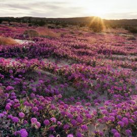 Цветущая пустыня (57 фото)