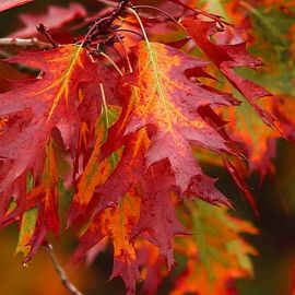 Дуб красный листья (58 фото)
