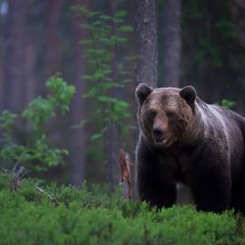 Медведь в тайге (54 фото)