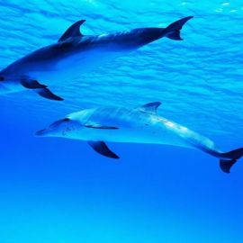 Дельфины под водой (53 фото)