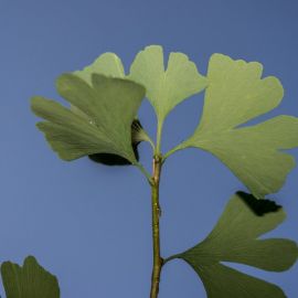 Листья гинкго билоба (59 фото)